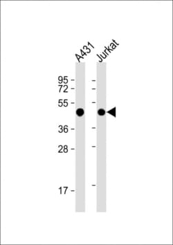 Invitrogen EBP1 Polyclonal Antibody 400 &mu;L; Unconjugated:Antibodies,