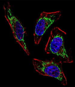 Invitrogen HSP60 Polyclonal Antibody 400 &mu;L; Unconjugated:Anticuerpos