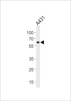 Invitrogen HSP60 Polyclonal Antibody 400 &mu;L; Unconjugated:Anticuerpos