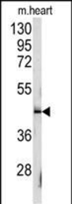 Invitrogen CD150 Polyclonal Antibody 400 &mu;L; Unconjugated:Antibodies,
