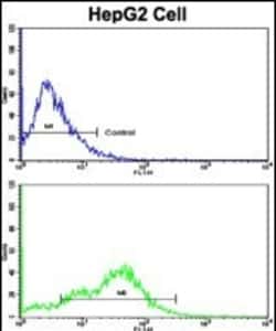 Invitrogen CD38 Polyclonal Antibody 400 &mu;L; Unconjugated:Antibodies