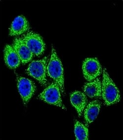 Invitrogen CD38 Polyclonal Antibody 400 &mu;L; Unconjugated:Antibodies