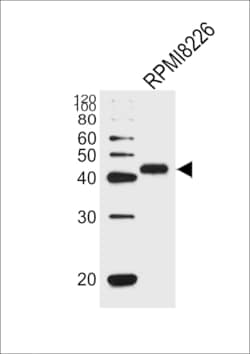 Invitrogen CD38 Polyclonal Antibody 400 &mu;L; Unconjugated:Antibodies