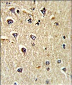Invitrogen CD166 Polyclonal Antibody 400 &mu;L; Unconjugated:Antibodies,