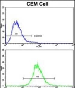 Invitrogen CD36 Polyclonal Antibody 400 &mu;L; Unconjugated:Anticorps,