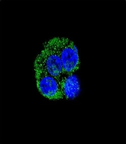 Invitrogen CD36 Polyclonal Antibody 400 &mu;L; Unconjugated:Anticorps,