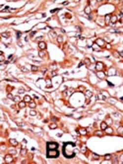 Invitrogen Phospho-c-Abl (Tyr134) Polyclonal Antibody 400 &mu;L; Unconjugated:Antibodies,