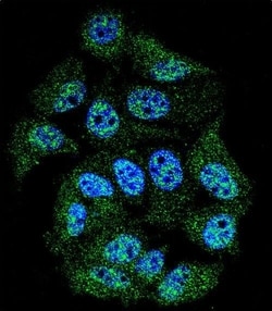 Invitrogen Phospho-c-Abl (Tyr245) Polyclonal Antibody 400 &mu;L; Unconjugated:Antikörper