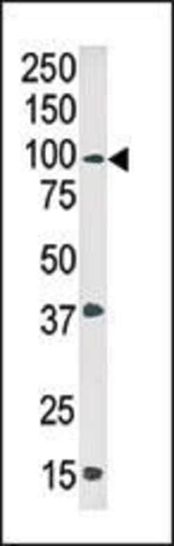 Invitrogen Phospho-c-Abl (Tyr245) Polyclonal Antibody 400 &mu;L; Unconjugated:Antikörper