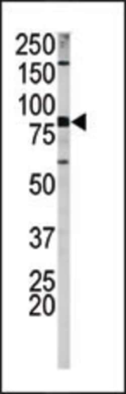 Invitrogen Phospho-Amyloid Precursor Protein (Ser730) Polyclonal Antibody