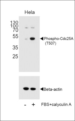 Invitrogen Phospho-Cdc25A (Thr507) Polyclonal Antibody 400 &mu;L; Unconjugated:Antibodies,