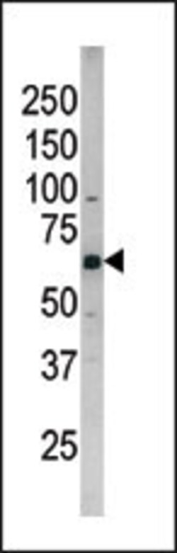 Invitrogen Phospho-Cdc25B (Ser187) Polyclonal Antibody 400 &mu;L; Unconjugated:Antibodies,