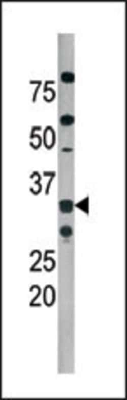 Invitrogen Phospho-CDK2 (Thr160) Polyclonal Antibody 400 &mu;L; Unconjugated:Antibodies,