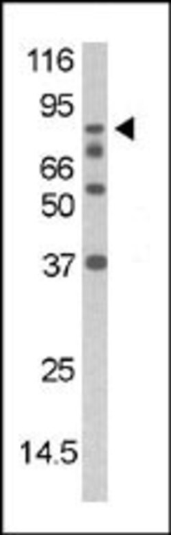 Invitrogen Phospho-DAXX (Ser213) Polyclonal Antibody 400 &mu;L; Unconjugated:Antibodies,