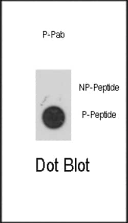 Invitrogen Phospho-MAPKAPK2 (Ser272) Polyclonal Antibody 400 &mu;L; Unconjugated:Antibodies,