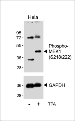 Invitrogen Phospho-MEK1 (Ser218, Ser222) Polyclonal Antibody 400 &mu;L;
