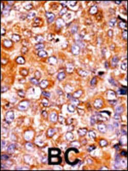 Invitrogen Phospho-PKMYT1 (Thr495) Polyclonal Antibody 400 &mu;L; Unconjugated:Antibodies,