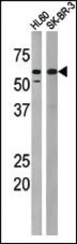 Invitrogen Phospho-PKMYT1 (Thr495) Polyclonal Antibody 400 &mu;L; Unconjugated:Antibodies,