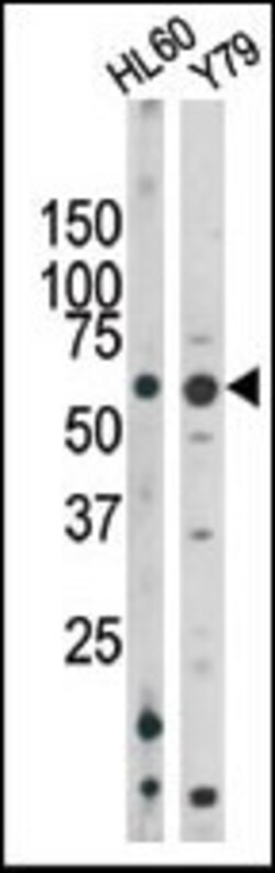 Invitrogen Phospho-RAD9 (Ser328) Polyclonal Antibody 400 &mu;L; Unconjugated:Antibodies,