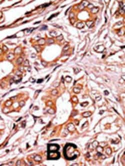 Invitrogen Phospho-Rb (Ser249) Polyclonal Antibody 400 &mu;L; Unconjugated:Antibodies,