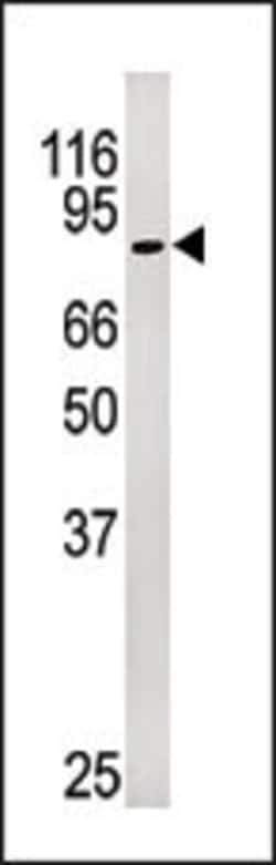 Invitrogen Phospho-Rb (Ser249) Polyclonal Antibody 400 &mu;L; Unconjugated:Antibodies,