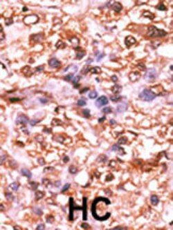 Invitrogen Phospho-Rb (Ser788) Polyclonal Antibody 400 &mu;L | Buy Online | Invitrogen&trade; | Fisher Scientific