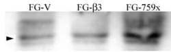 Invitrogen Phospho-SRC (Tyr215) Polyclonal Antibody 400 &mu;L; Unconjugated:Antibodies,