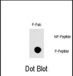 Invitrogen Phospho-c-Raf (Ser296) Polyclonal Antibody 400 &mu;L; Unconjugated:Antibodies,