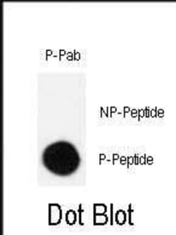 Invitrogen Phospho-Crk (Ser41) Polyclonal Antibody 400 μL; Unconjugated:Antibodies,