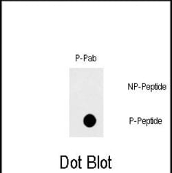 Invitrogen Phospho-FAS (Tyr291) Polyclonal Antibody 400 &mu;L; Unconjugated:Antibodies,