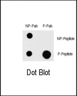 Invitrogen Phospho-MEKK1 (Thr1383) Polyclonal Antibody 400 &mu;L; Unconjugated:Antibodies,
