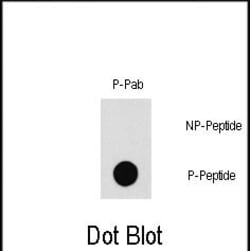 Invitrogen Phospho-PAK1 (Thr212) Polyclonal Antibody 400 &mu;L; Unconjugated:Antibodies,