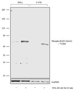 Invitrogen Phospho-c-Raf (Ser43) Polyclonal Antibody 400 &mu;L; Unconjugated:Antibodies,