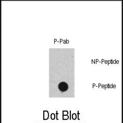 Invitrogen Phospho-c-Raf (Ser471) Polyclonal Antibody 400 μL; Unconjugated:Antibodies,