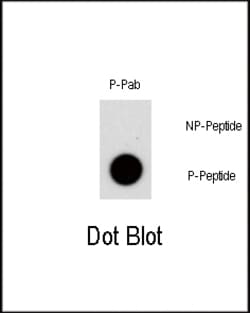 Invitrogen Phospho-NR4A1 (Ser351) Polyclonal Antibody 400 &mu;L; Unconjugated:Antibodies,