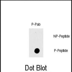 Invitrogen Phospho-c-Raf (Thr269) Polyclonal Antibody 400 &mu;L; Unconjugated:Antibodies,