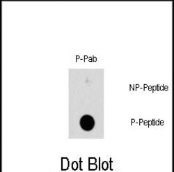 Invitrogen Phospho-HSP27 (Ser78) Polyclonal Antibody 400 &mu;L; Unconjugated:Antibodies,