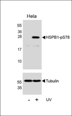 Invitrogen Phospho-HSP27 (Ser78) Polyclonal Antibody 400 &mu;L; Unconjugated:Antibodies,
