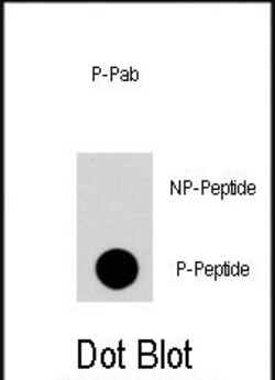 Invitrogen Phospho-RGS19 (Ser24) Polyclonal Antibody 400 &mu;L; Unconjugated:Antibodies,