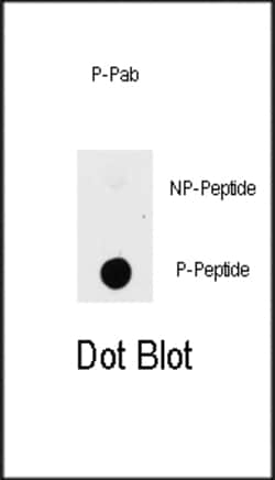 Invitrogen Phospho-PAK1 (Thr423) Polyclonal Antibody 400 &mu;L; Unconjugated:Antibodies,