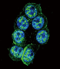 Invitrogen Phospho-PAK1 (Thr423) Polyclonal Antibody 400 &mu;L; Unconjugated:Antibodies,