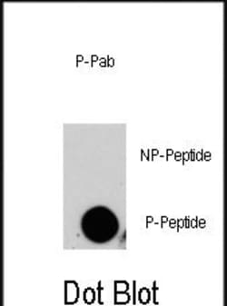 Invitrogen Phospho-HGK (Ser629) Polyclonal Antibody 400 &mu;L; Unconjugated:Antibodies,