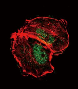 Invitrogen Phospho-TSC2 (Ser664) Polyclonal Antibody 400 &mu;L; Unconjugated:Antibodies,