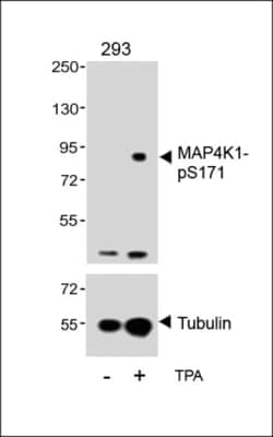Invitrogen Phospho-HPK1 (Ser171) Polyclonal Antibody 400 &mu;L | Buy Online | Invitrogen&trade; | Fisher Scientific