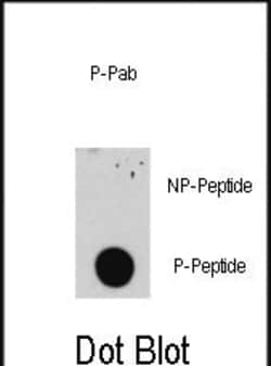 Invitrogen Phospho-E2F1 (Ser332) Polyclonal Antibody 400 &mu;L; Unconjugated:Antibodies,