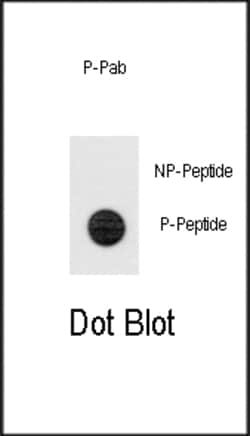 Invitrogen Phospho-TERT (Ser1125) Polyclonal Antibody 400 &mu;L; Unconjugated:Antibodies,