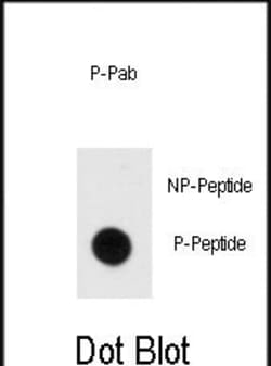 Invitrogen Phospho-MBP (Tyr203) Polyclonal Antibody 400 &mu;L; Unconjugated:Antibodies,