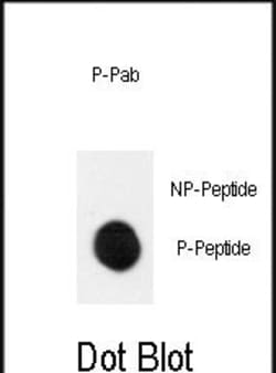 Invitrogen Phospho-MEK1 (Ser222) Polyclonal Antibody 400 &mu;L; Unconjugated:Antibodies,