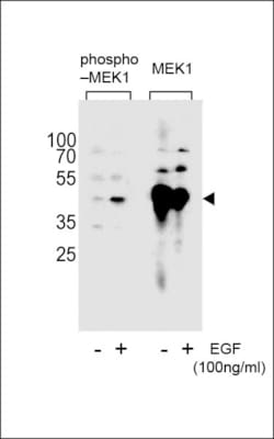 Invitrogen Phospho-MEK1 (Ser222) Polyclonal Antibody 400 &mu;L; Unconjugated:Antibodies,
