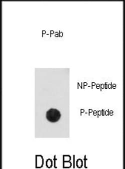 Invitrogen Phospho-CDK2 (Thr14) Polyclonal Antibody 400 &mu;L; Unconjugated:Antibodies,